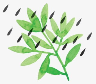 Plant With Rain Drops, HD Png Download, Free Download