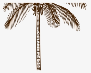 Outline Of Coconut Tree Leaf, HD Png Download, Free Download