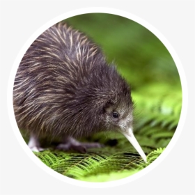 New Zealand Famous Animal, HD Png Download, Free Download