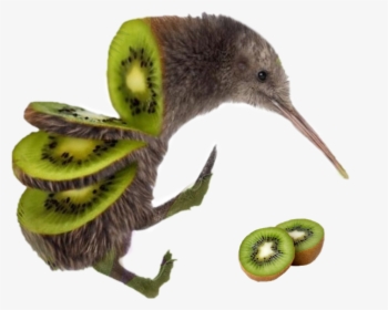 #kiwi #bird #kiwibird #birdkiwi - Sliced Kiwi Bird, HD Png Download, Free Download