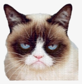 Grumpy Cat Face Png Pic - Grumpy Cat Valentine's Day, Transparent Png, Free Download
