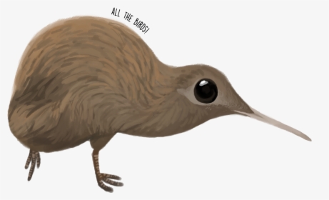 Southern Brown Kiwi Apteryx Australis - Brown Kiwi Transparent, HD Png Download, Free Download