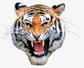 #tiger #mask #head #eyes #animal #animalface - Tiger Face Png Hd, Transparent Png, Free Download