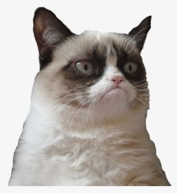 Grumpy Cat Face Png Picture - Grumpy Cat Png, Transparent Png, Free Download