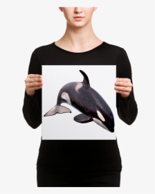 Transparent Killer Whale Png - Canvas, Png Download, Free Download