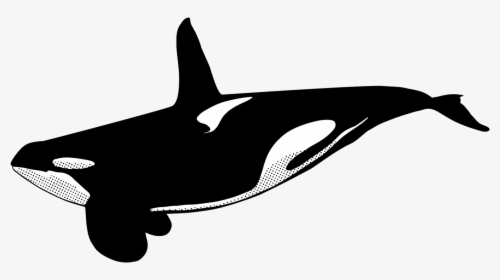 Killer Whale Whole Body, HD Png Download, Free Download