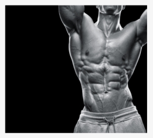 Male Bodybuilding Lat, HD Png Download, Free Download