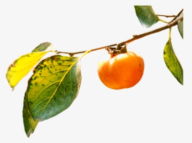 Persimmon Png - Persimmons Leaves Png, Transparent Png, Free Download