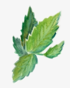 Mint - Nepeta, HD Png Download, Free Download
