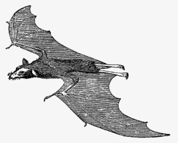 Scary Halloween Bat Images - Illustration, HD Png Download, Free Download