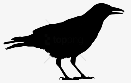 Bird American Crow Clip Art Common Raven - Black And White Crow Png, Transparent Png, Free Download