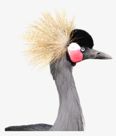 Grey Crowned Crane White Background, HD Png Download, Free Download