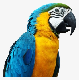 Large Parrot Head - Mavi Sarı Ara Papağanı, HD Png Download, Free Download