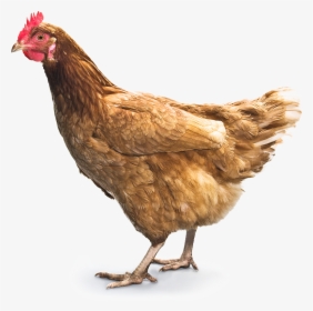 Chicken Png, Transparent Png, Free Download