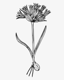 Blue Mountain Onion - Line Art, HD Png Download, Free Download