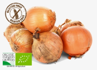 Facts About Onion For Kids, HD Png Download, Free Download