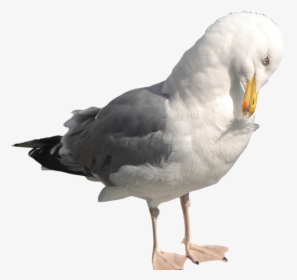 Seagull Png, Transparent Png, Free Download