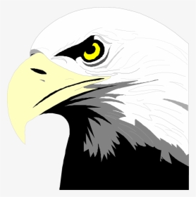 Bald Eagle Head Svg Clip Arts - Bald Eagle Head Clip Art, HD Png Download, Free Download