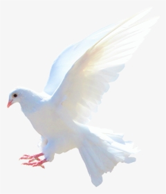 Dove Png Image, Transparent Png, Free Download