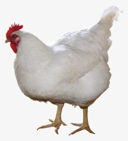 White Chicken With Red Head Standing, HD Png Download, Free Download