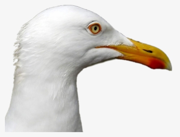 #seagull #head #bird - European Herring Gull, HD Png Download, Free Download