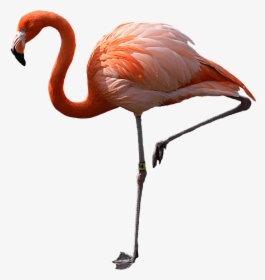 Flamingo Standing Left - Transparent Background Pink Flamingo, HD Png Download, Free Download