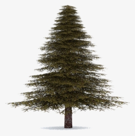 Download Fir Tree Png Image - Transparent Real Christmas Tree, Png Download, Free Download