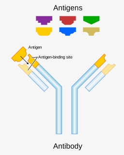 Antibody And Its Antigen, HD Png Download, Free Download