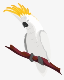 Transparent Cockatoo Png - Bird With Yellow Hair On Head, Png Download, Free Download