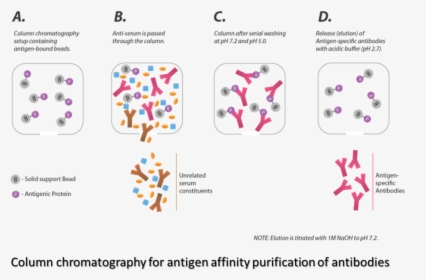 Transparent Antibody Png - Parallel, Png Download, Free Download