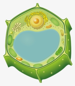 Marker Antibodies For Plant Cellular Compartments - Plant Cell Images Without Labels, HD Png Download, Free Download
