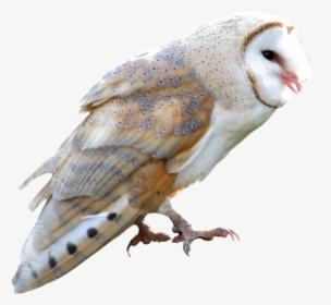 Owl Png - Barn Owl Transparent Background, Png Download, Free Download