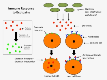 Immune Response To Exotoxins - Atoms And The Periodic Table Quiz, HD Png Download, Free Download