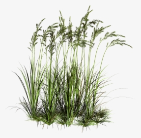 Transparent Grass Png - Water Plants Cut Out, Png Download, Free Download
