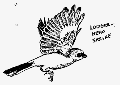 Logger-head Shrike Clip Arts - Loggerhead Shrike, HD Png Download, Free Download