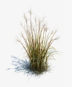 Long Grass Transparent Images - Long Grass Png, Png Download, Free Download