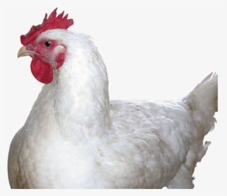 Chicken Head Png - Chicken Png, Transparent Png, Free Download