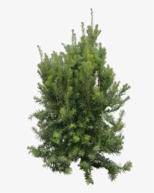 Cedar Tree Without Background, HD Png Download, Free Download