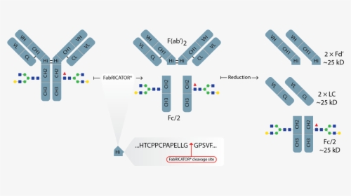Fabricator Workflow - Fd Antibody Fragment, HD Png Download, Free Download