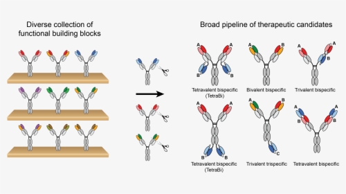 Building Blocks Of Antibodies, HD Png Download, Free Download