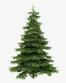 Fir Tree Png Transparent Image - Real Christmas Trees Png, Png Download, Free Download