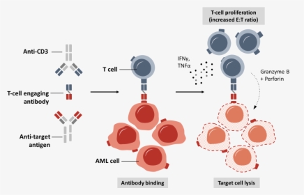Research Antibodies, HD Png Download, Free Download