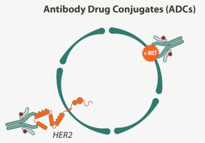 Antibody Drug Conjugates Therapeutics, HD Png Download, Free Download
