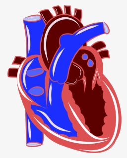 Anatomy Of The Heart Clipart - Chamber Pumps Blood Most Strongly, HD Png Download, Free Download
