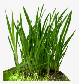 Fountain Grass Png - Grass In Food Chain, Transparent Png, Free Download
