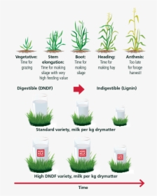 Growing Stages Of Grass, HD Png Download, Free Download