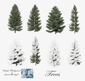 Trees With Snow Photoshop - Pine Trees, HD Png Download, Free Download