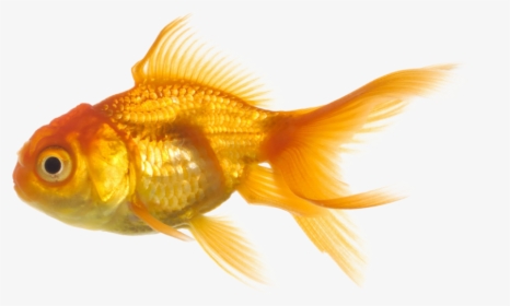 Photo Fish Png1157 Zps5b5d563f - Fish Transparent Png, Png Download, Free Download