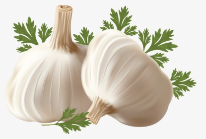 Garlic Free Vector Vegetables - Transparent Background Garlic Transparent, HD Png Download, Free Download