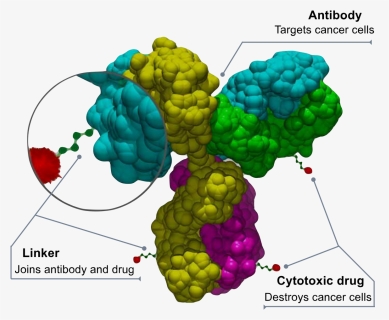 Antibody Drug Conjugate Structure, HD Png Download, Free Download